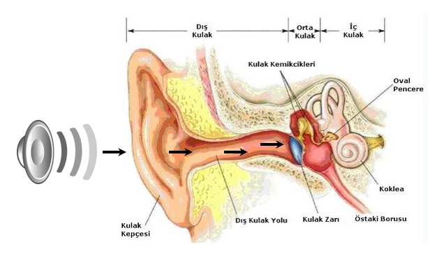 Mesleksel İşitme Kayıpları / Prof.Dr.Selçuk Onart